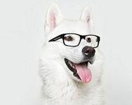 pic for Hipster Husky 